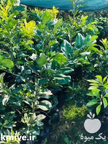 تولید فروش نهال گریپ فروت در شیراز در گروه خرید و فروش نهال در یکمیوه -عکس1