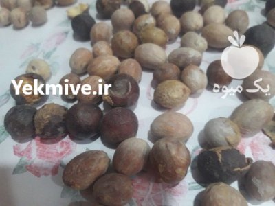 هسته خرمای وحشی داز در ایرانشهر در گروه خرید و فروش خرما در یکمیوه -عکس1