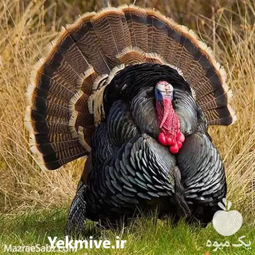 قیمت خرید تخم بوقلمون در اهواز در گروه انواع تخم ها در یکمیوه -عکس1