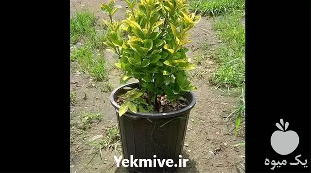 فروش شمشاد طلایی  بدون آفت در رشت در گروه خرید و فروش گیاهان زینتی در یکمیوه -عکس1