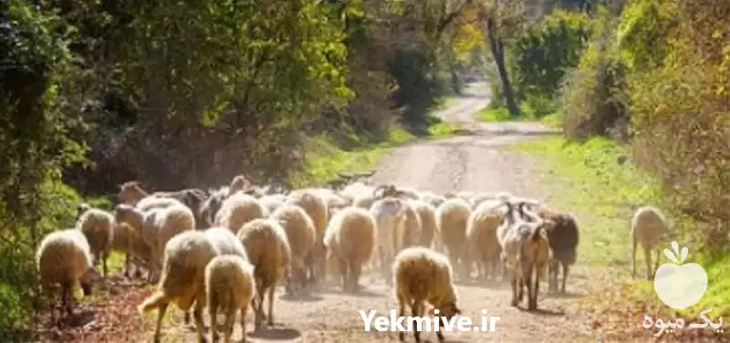 فروش گوسفند افشار سالم در تهران در گروه گاو و گوسفند و میش و بز کهره گوساله در یکمیوه -عکس1