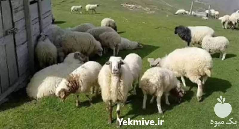 فروش گوسفند زنده به همراه ارسال در تهران در گروه گاو و گوسفند و میش و بز کهره گوساله در یکمیوه -عکس1
