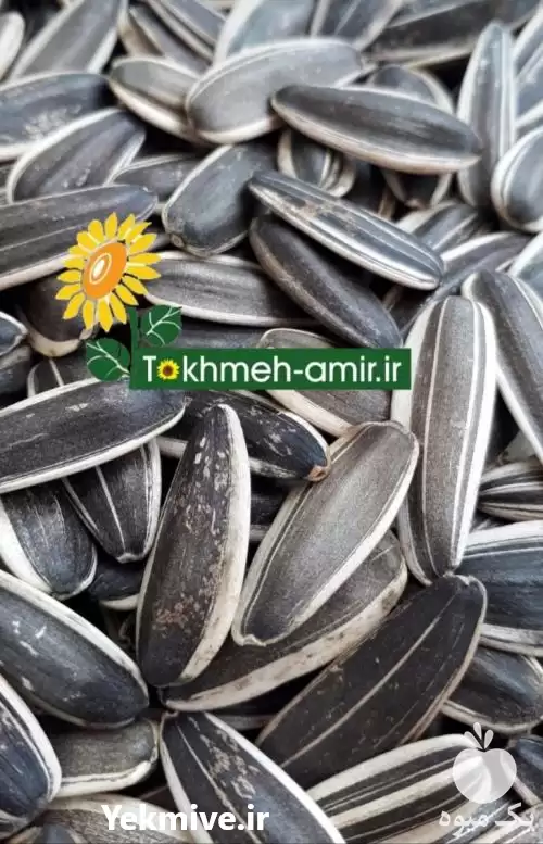 فروش 	پخش تخمه آجیلی لوکس تخمه در اصفهان در گروه خرید و فروش انواع تخمه در یکمیوه -عکس1