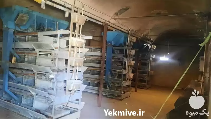 قیمت خرید قفس اتوماتیک تخم گذار در قم در گروه تجهیزات مرغداری در یکمیوه -عکس1