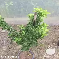 نهال مرکبات در تهران