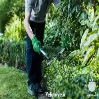 باغبانی و درختکاری و سمپاشی چمن در گروه هرس کاری در یکمیوه