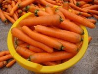 فروش بذر هویج استاندارد فورتو forto در شیراز در گروه خرید و فروش هویج در یکمیوه