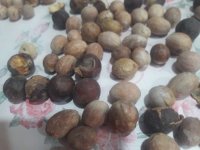 هسته خرمای وحشی داز در ایرانشهر در گروه خرید و فروش خرما در یکمیوه