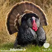 قیمت خرید تخم بوقلمون در اهواز در گروه انواع تخم ها در یکمیوه