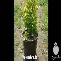فروش شمشاد طلایی  بدون آفت در رشت در گروه خرید و فروش گیاهان زینتی در یکمیوه