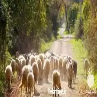 فروش گوسفند افشار سالم در تهران در گروه گاو و گوسفند و میش و بز کهره گوساله در یکمیوه