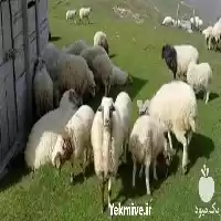 فروش گوسفند زنده به همراه ارسال در تهران در گروه گاو و گوسفند و میش و بز کهره گوساله در یکمیوه