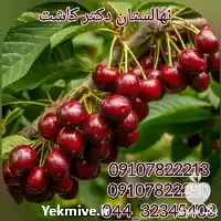 فروش عمده نهال آلبالو مورلو در بوشهر در گروه خرید و فروش نهال میوه در یکمیوه