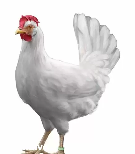 قیمت خرید مرغ تخم گذار در ساری در گروه مرغ و خروس و بوقلمون و اردک قو قاز در یکمیوه -عکس1