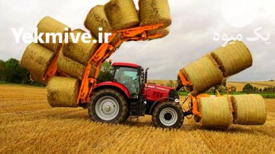 تامین علوفه از دشت زرخیز مغان در گروه خوراک دام و طیور در یکمیوه -عکس1