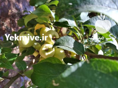 سیب زرد سیب گلاب در آلونی در گروه خرید و فروش سیب در یکمیوه -عکس1
