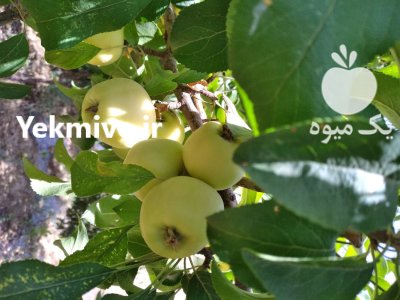 سیب زرد سیب گلاب در آلونی در گروه خرید و فروش سیب در یکمیوه -عکس2