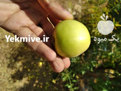 سیب زرد سیب گلاب در آلونی در گروه خرید و فروش سیب در یکمیوه -عکس3