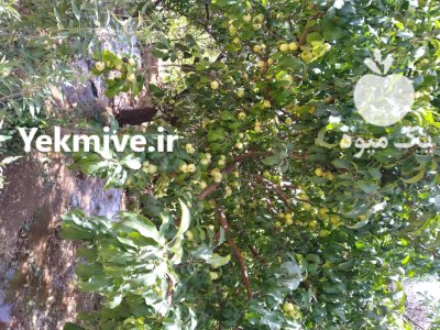 سیب زرد سیب گلاب در آلونی در گروه خرید و فروش سیب در یکمیوه -عکس4