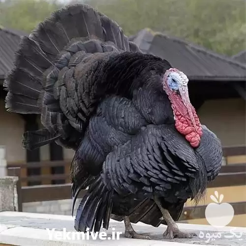 فروش تخم نطفه دار بوقلمون در گروه انواع تخم ها در یکمیوه -عکس1