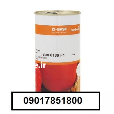 فروش بذر گوجه فرنگی سانسید 6189 در یزد در گروه خرید و فروش بذر گوجه در یکمیوه -عکس1