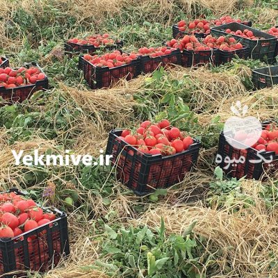 فروش بذر گوجه فرنگی مارول MARVEL در سنندج در گروه خرید و فروش بذر گوجه در یکمیوه -عکس2