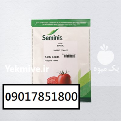 فروش بذر گوجه فرنگی BRIVIO سیمینس در شیراز در گروه خرید و فروش بذر گوجه در یکمیوه -عکس1