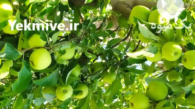 سیب سفید و قرمز حودا 150 در نقده در گروه خرید و فروش سیب در یکمیوه -عکس1