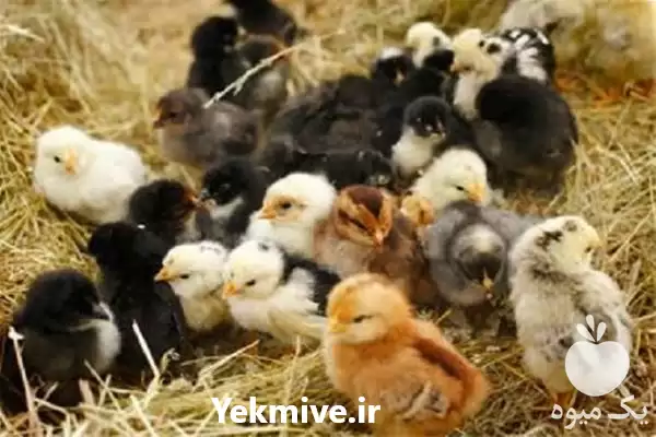 دوره آموزش مرغداری در گروه دوره آموزش کشاورزی در یکمیوه -عکس1