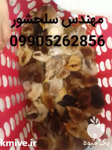 قیمت خرید جوجه مرغ در ساری در گروه مرغ و خروس و بوقلمون و اردک قو قاز در یکمیوه -عکس1