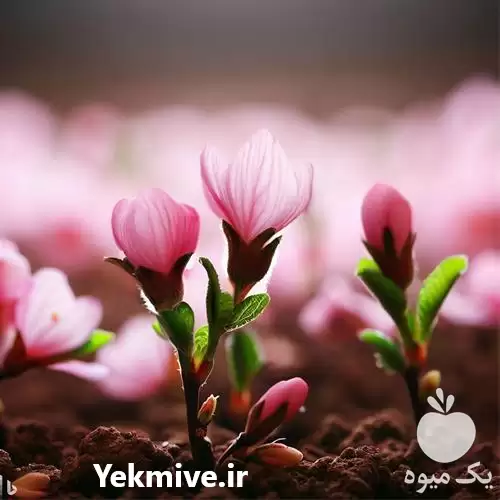 فروش قیمت عمده نهال بادام در تهران در گروه خرید و فروش نهال بادام در یکمیوه -عکس1