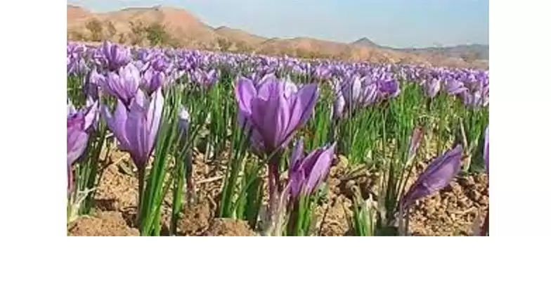 قیمت خرید انواع پیاز گیاه زعفران در خرم‌ آباد در گروه خرید و فروش زعفران در یکمیوه -عکس1