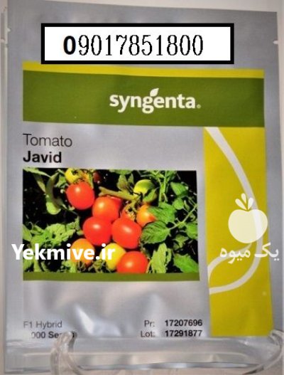 فروش بذر گوجه فرنگی جاوید JAVID در تبریز در گروه خرید و فروش بذر گوجه در یکمیوه -عکس1