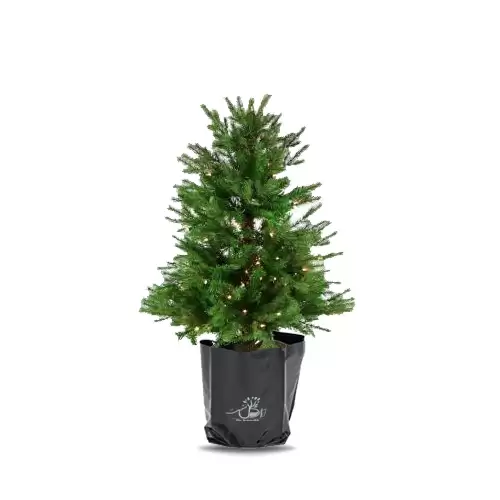 فروش عمده گیاه سدروس در گروه خرید و فروش گیاهان زینتی در یکمیوه -عکس1