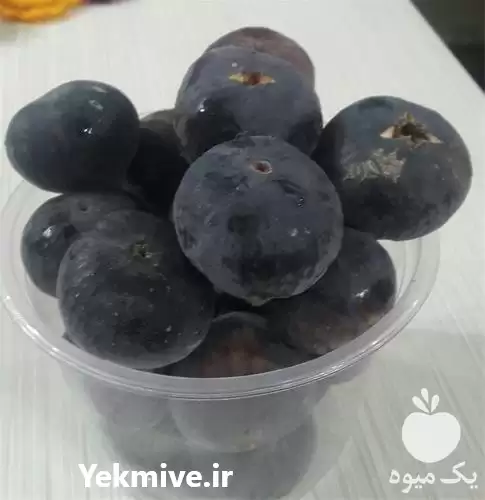 قیمت خرید نهال انجیر سیاه گلدانی در ساری در گروه خرید و فروش انجیر در یکمیوه -عکس1