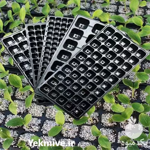 قیمت خرید ویژه سینی نشا یکبار در همدان در گروه خرید و فروش نشا در یکمیوه -عکس1