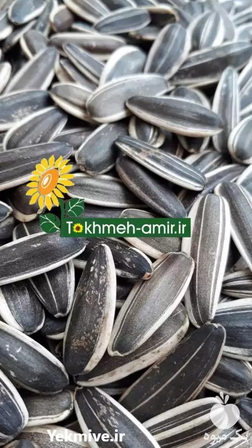 قیمت خرید 	توزیع تخمه آفتابگردان کانادایی در کرج در گروه خرید و فروش انواع تخمه در یکمیوه -عکس1