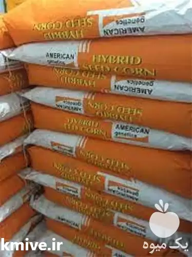 قیمت خرید بذرذرت امریکن ژنتیک در اصفهان در گروه خرید و فروش بذر ذرت در یکمیوه -عکس1