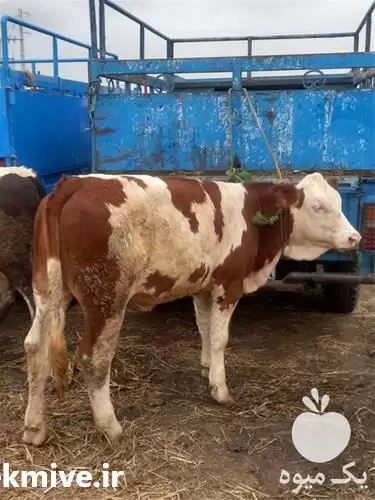 مرکز فروش انواع گوساله شیری در گرگان در گروه گاو و گوسفند و میش و بز کهره گوساله در یکمیوه -عکس1