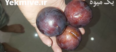فروش عمده آلو شابلونی در گروه خرید و فروش آلو در یکمیوه -عکس1