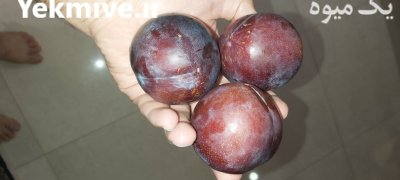 فروش عمده آلو شابلونی در گروه خرید و فروش آلو در یکمیوه -عکس2