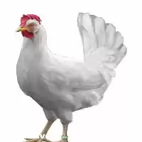 قیمت خرید مرغ تخم گذار در ساری در گروه مرغ و خروس و بوقلمون و اردک قو قاز در یکمیوه