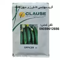 فروش بذر خیار آفیسر  کلوز در شیراز در گروه خرید و فروش بذر خیار در یکمیوه