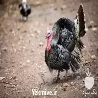 فروش تخم نطفه دار بوقلمون برنز در گروه مرغ و خروس و بوقلمون و اردک قو قاز در یکمیوه