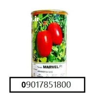 فروش بذر گوجه فرنگی مارول MARVEL در سنندج در گروه خرید و فروش بذر گوجه در یکمیوه