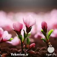 فروش قیمت عمده نهال بادام در تهران در گروه خرید و فروش نهال بادام در یکمیوه