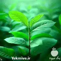 قیمت خرید نهال گردو خوشه ای در سنندج در گروه خرید و فروش نهال گردو در یکمیوه