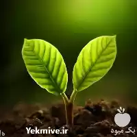 تولید فروش نهال گردو ژنوتیپ در کرج در گروه خرید و فروش نهال گردو در یکمیوه