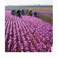 فروش انواع پیاز زعفران شمال شرق در گروه خرید و فروش زعفران در یکمیوه