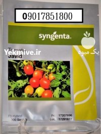 فروش بذر گوجه فرنگی جاوید JAVID در تبریز در گروه خرید و فروش بذر گوجه در یکمیوه